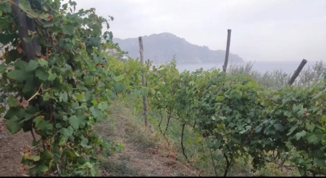 Agriturismo Fuoco D'Amalfi Villa Iazzetta Exterior foto